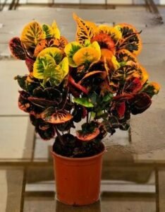 Maior vitrine da floricultura nacional, Enflor & Garden Fair abre as portas neste domingo, em Holambra