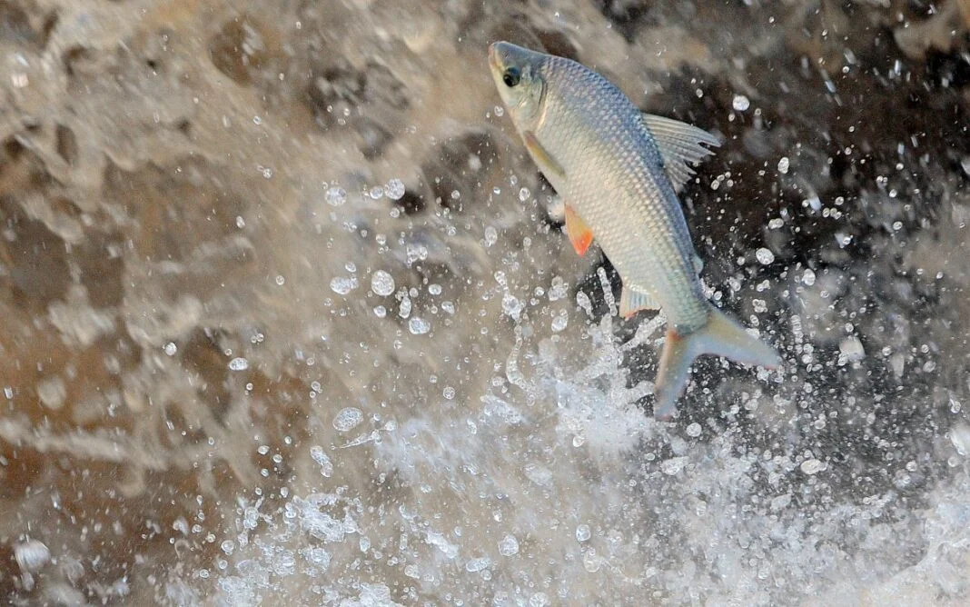 Responsáveis pela morte de peixes no Rio Piracicaba podem pagar multa de até R$50 milhões
