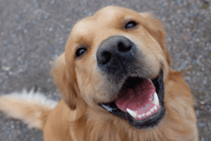 Amparo promove campanha de adoção de animais encontre seu novo amigo!