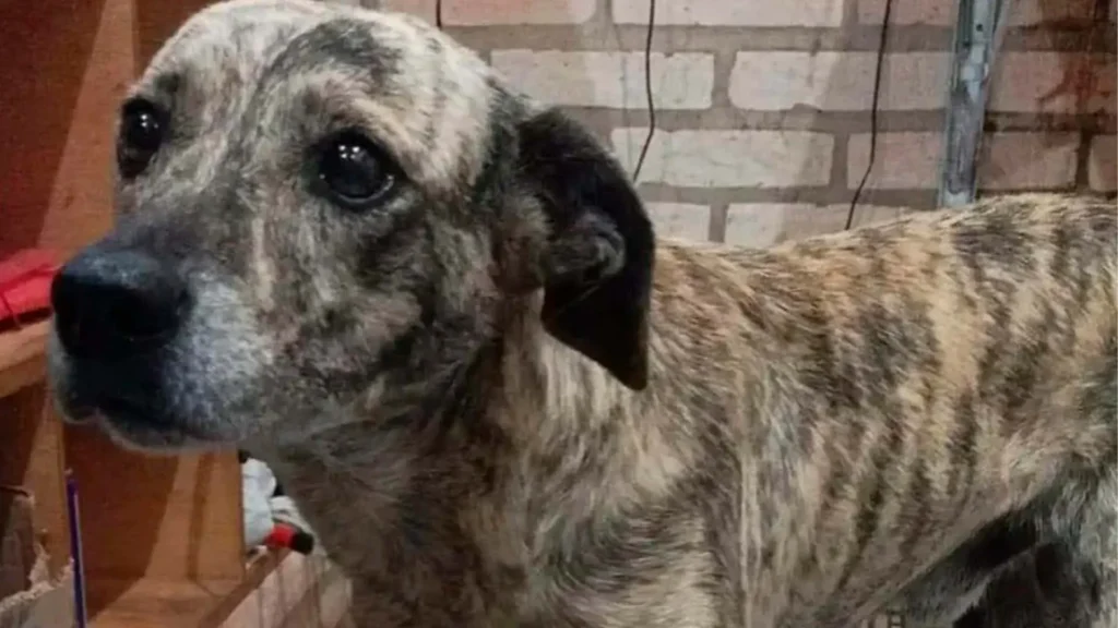 Homem é condenado a quatro anos de prisão por matar cachorro a facadas em Limeira