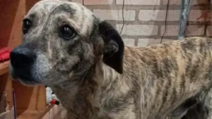 Homem é condenado a quatro anos de prisão por matar cachorro a facadas em Limeira