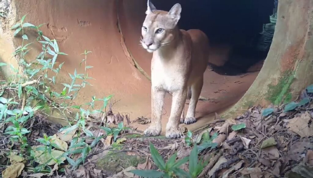 Câmeras flagram cachorros-do-mato, fêmeas e filhote de onça-parda em mata de Campinas