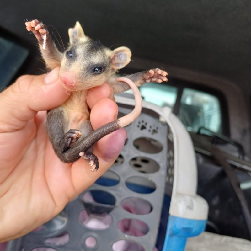 Resgate de animais silvestres pela Guarda de Vinhedo aumenta na primavera