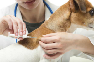 Amparo já tem microchipagem gratuita para cães e gatos