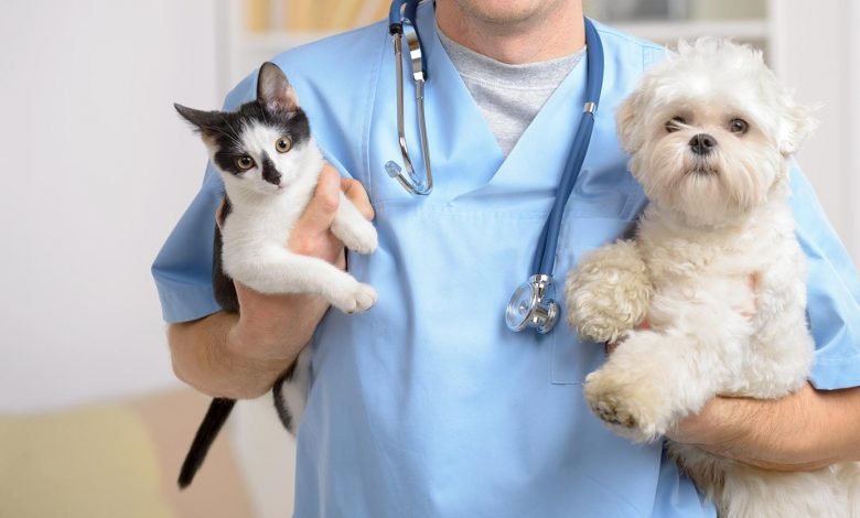Prefeitura de Amparo irá implementar atendimento veterinário gratuito para população