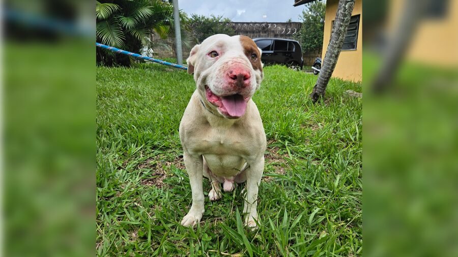 Cachorro é resgatado pela Prefeitura de Limeira após ser abandonado