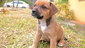Cães e gatos podem ser adotados no Lar Temporário de Animais em Limeira