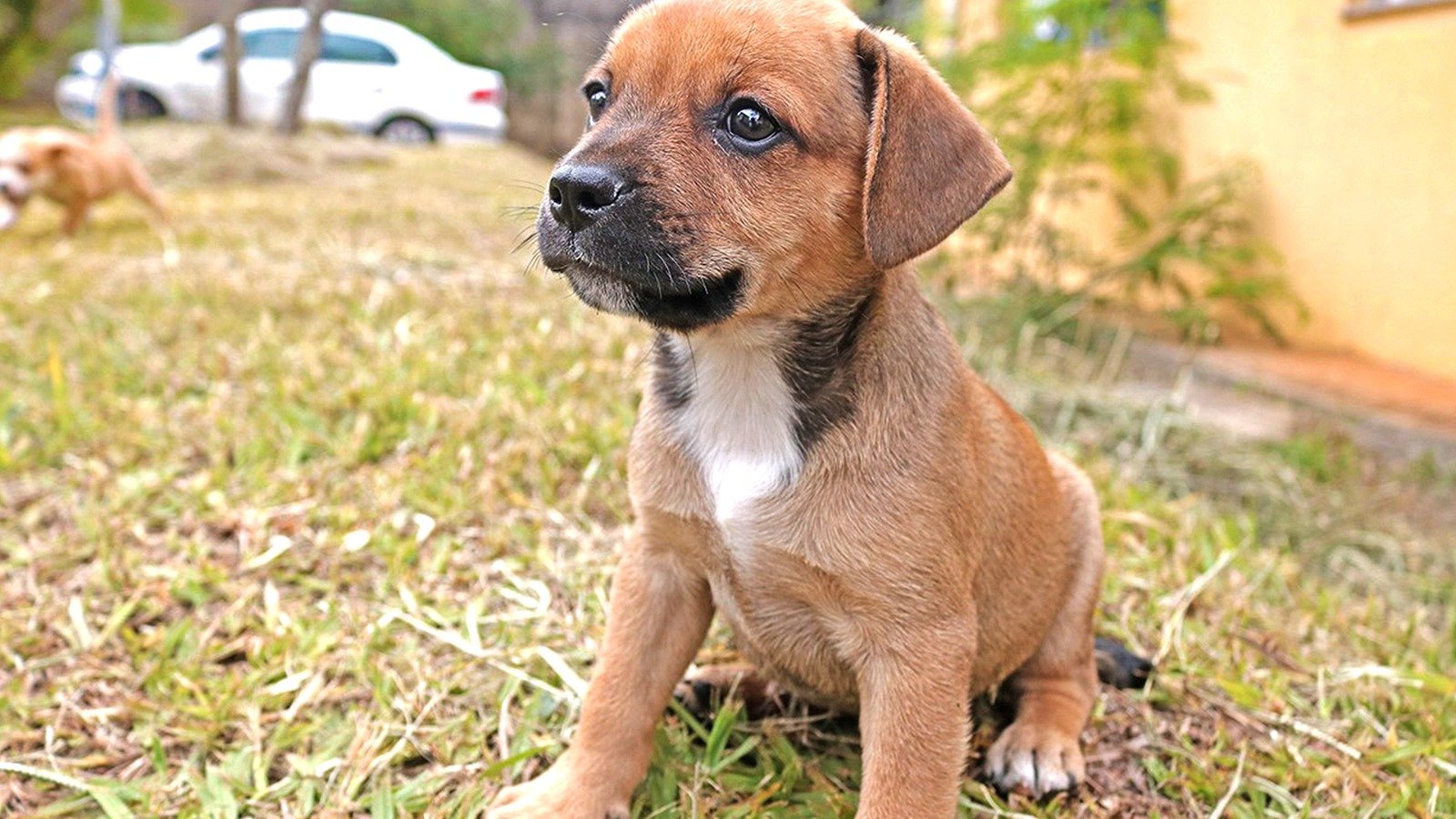 Cães e gatos podem ser adotados no Lar Temporário de Animais em Limeira