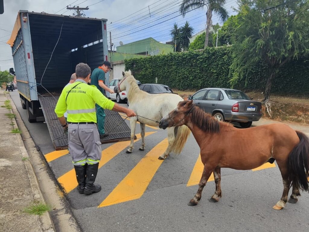 Dois cavalos são resgatados no Satélite Íris em Campinas