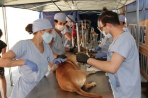 Programa de Castração abre 250 vagas para cães e gatos em Paulínia