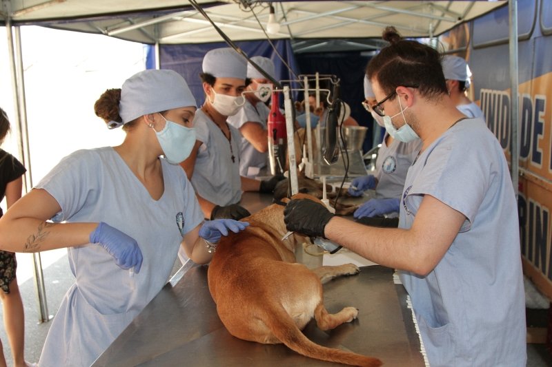 Programa de Castração abre 250 vagas para cães e gatos em Paulínia