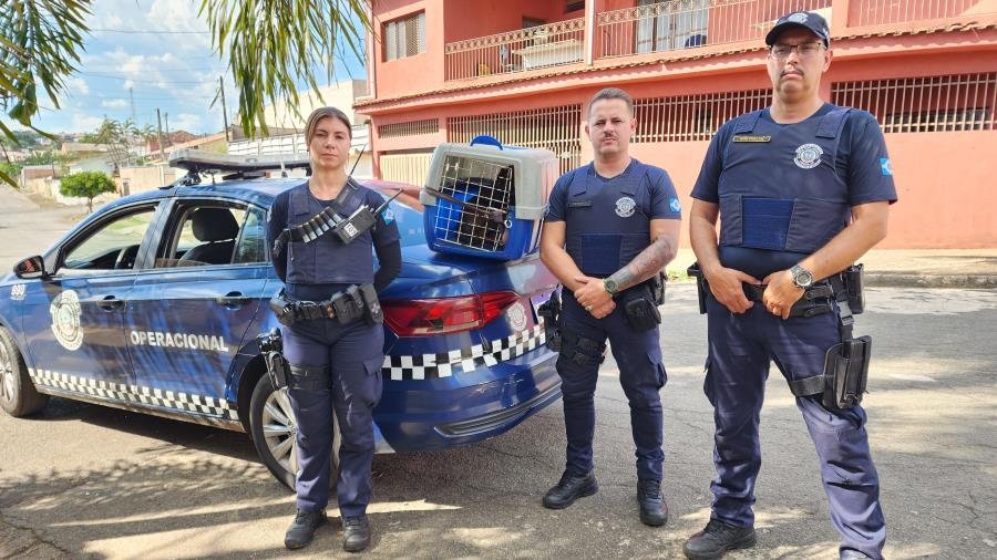 GCM resgata cachorrinha cega acuada por cães em Limeira