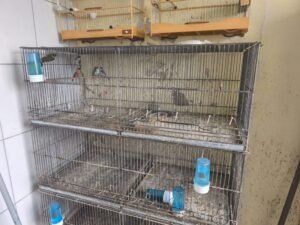 Guarda de Vinhedo realiza apreensão de 71 aves mantidas ilegalmente em residência no Jardim Melle