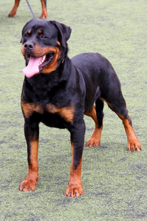 Homem invade casa em Piracicaba e morre atacado por dois Rottweilers