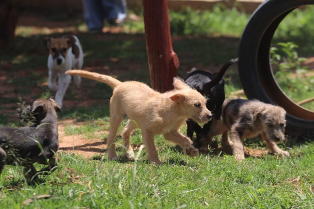 Hortolândia terá, neste mês, Feira Pet de adoção responsável