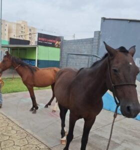 Nova Odessa apreende dois cavalos soltos no Santa Rita e evitam acidentes graves