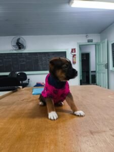 Prefeitura de Valinhos incentiva adoção responsável de cães e gatos