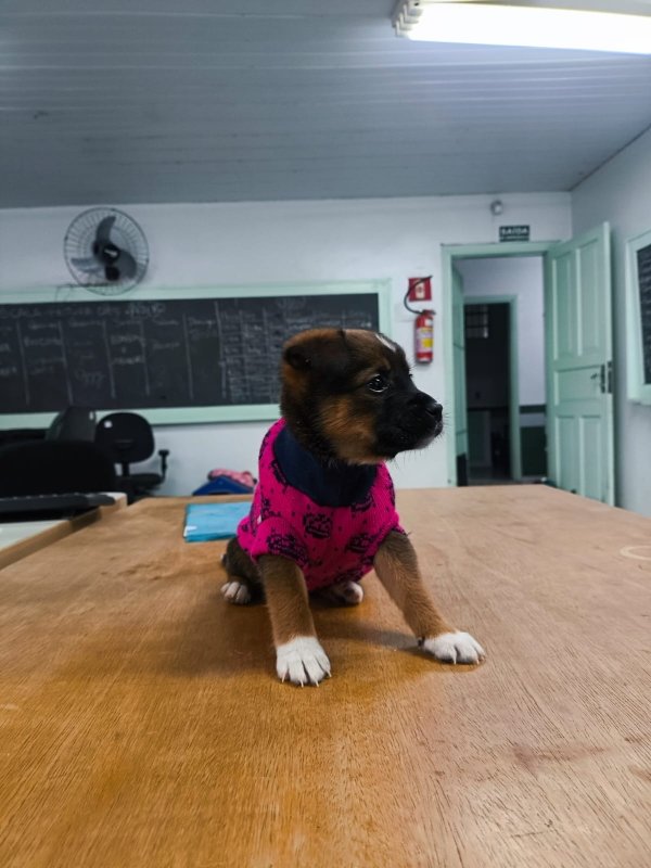 Prefeitura de Valinhos incentiva adoção responsável de cães e gatos
