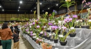 Rio Claro realiza neste final de semana a 79° Exposição Nacional de Orquídeas