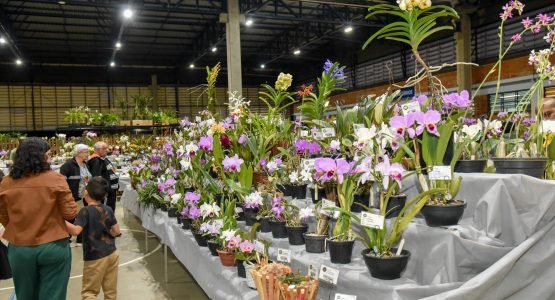 Rio Claro realiza neste final de semana a 79° Exposição Nacional de Orquídeas