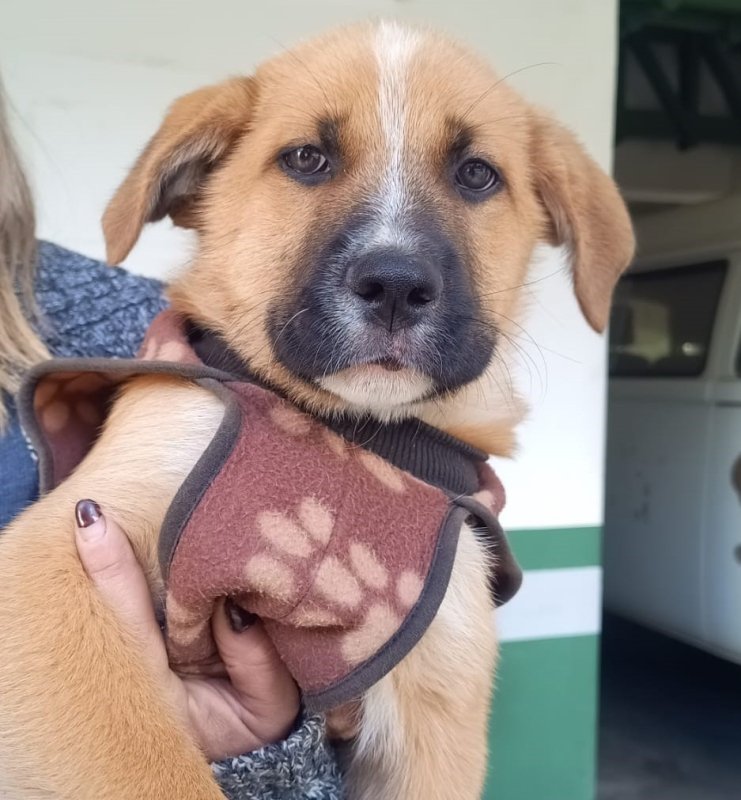 Prefeitura de Valinhos promove Agosto Caramelo com ações de conscientização e proteção animal