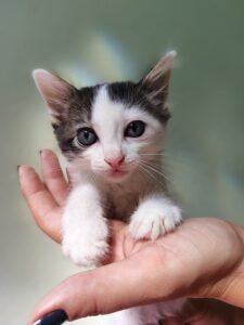 Prefeitura de Valinhos encerra semestre com mais de mil castrações e avanços na causa animal