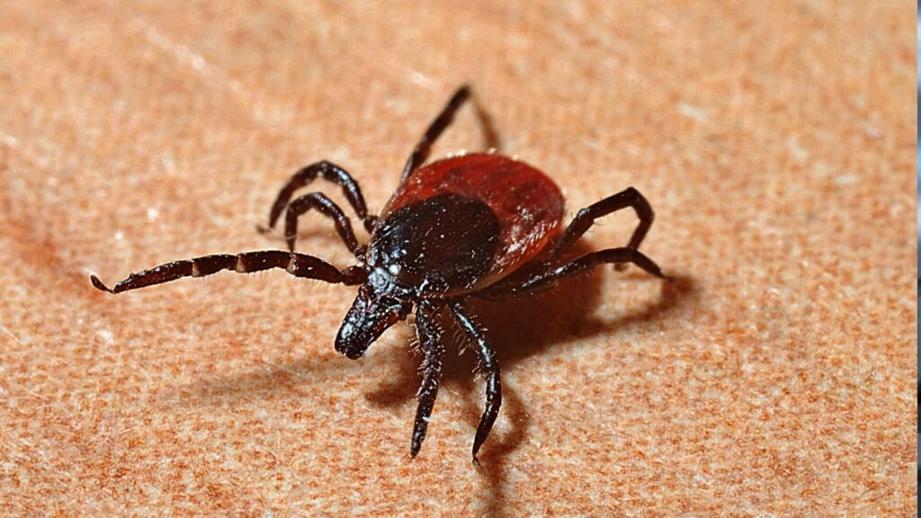 Piracicaba confirma segunda morte por febre maculosa em 2025