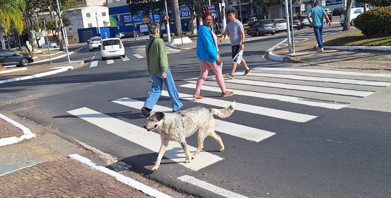 Bem Estar Animal promove roda de conversa sobre causa animal neste sábado em Valinhos