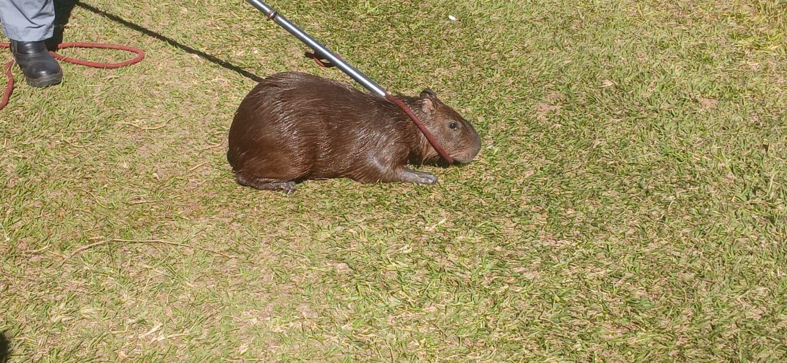Prefeitura de Louveira resgata capivara ferida e apura mortes de animais por disparos