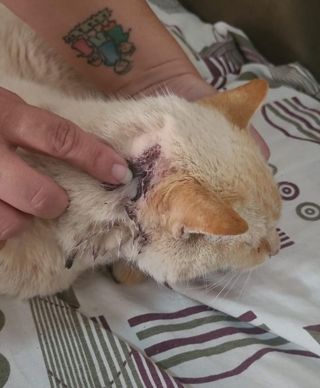 Prefeitura de Valinhos alerta para crimes de maus-tratos após resgate de gatos feridos por armas