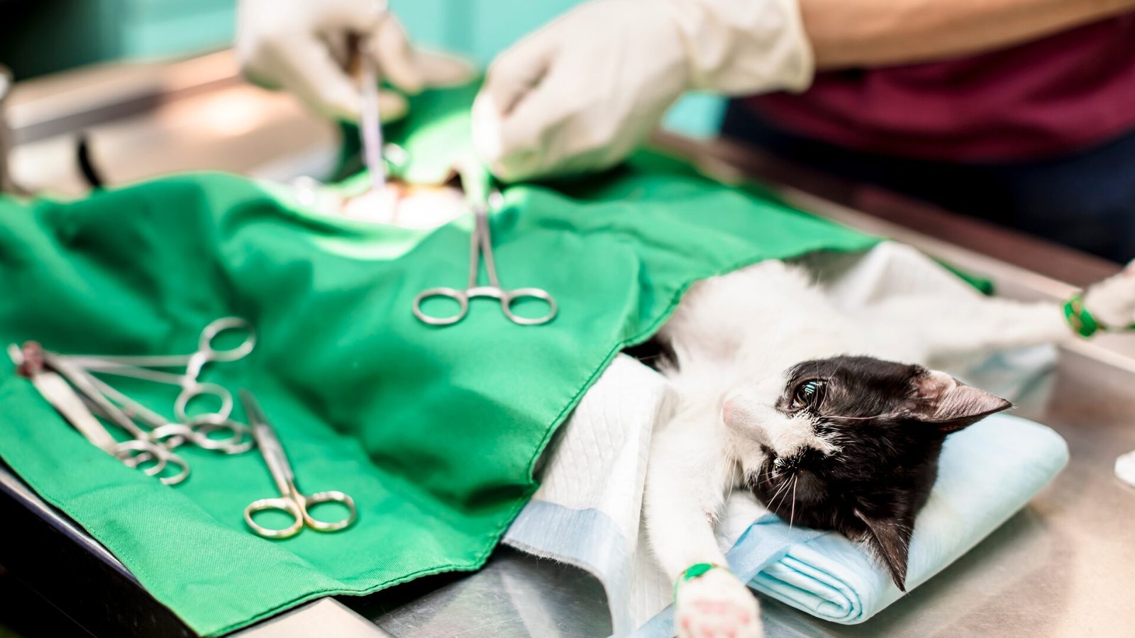 Jaguariúna adota bisturi ultrassônico em cirurgias veterinárias