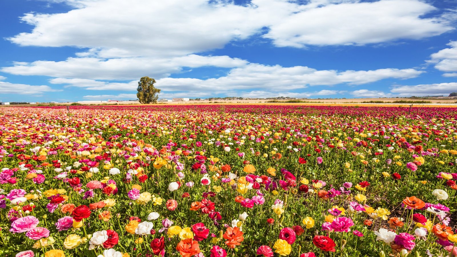 Primavera chega com flores, música e solidariedade em Campinas