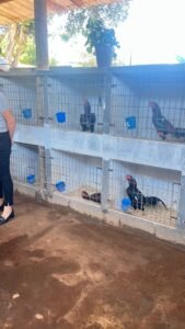 Prefeitura de Paulínia resgata 50 galos usados para rinha