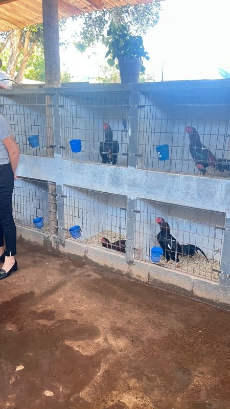 Prefeitura de Paulínia resgata 50 galos usados para rinha