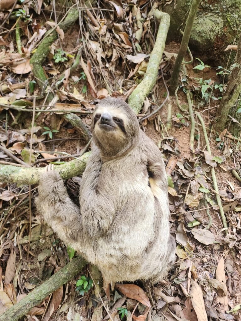 Bicho-preguiça é resgatado e encaminhado para área segura em Louveira