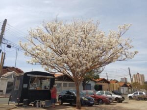 Viveiro de Mudas de Limeira participa de ação do aniversário do Consórcio PCJ