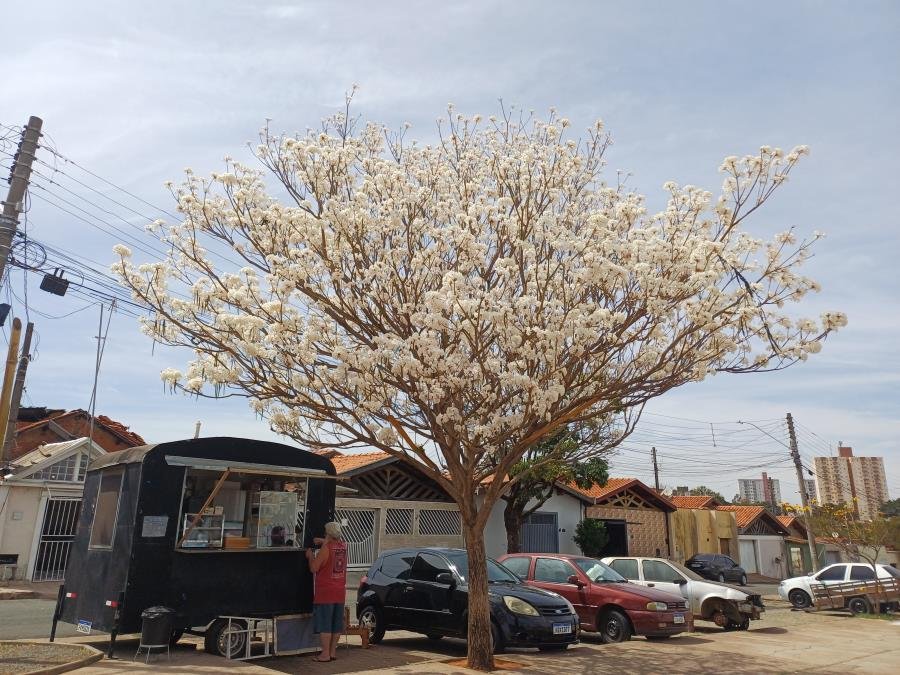Viveiro de Mudas de Limeira participa de ação do aniversário do Consórcio PCJ