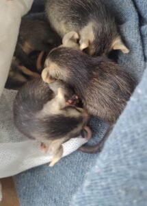 Meio-Ambiente resgata filhotes de gambá em Capivari