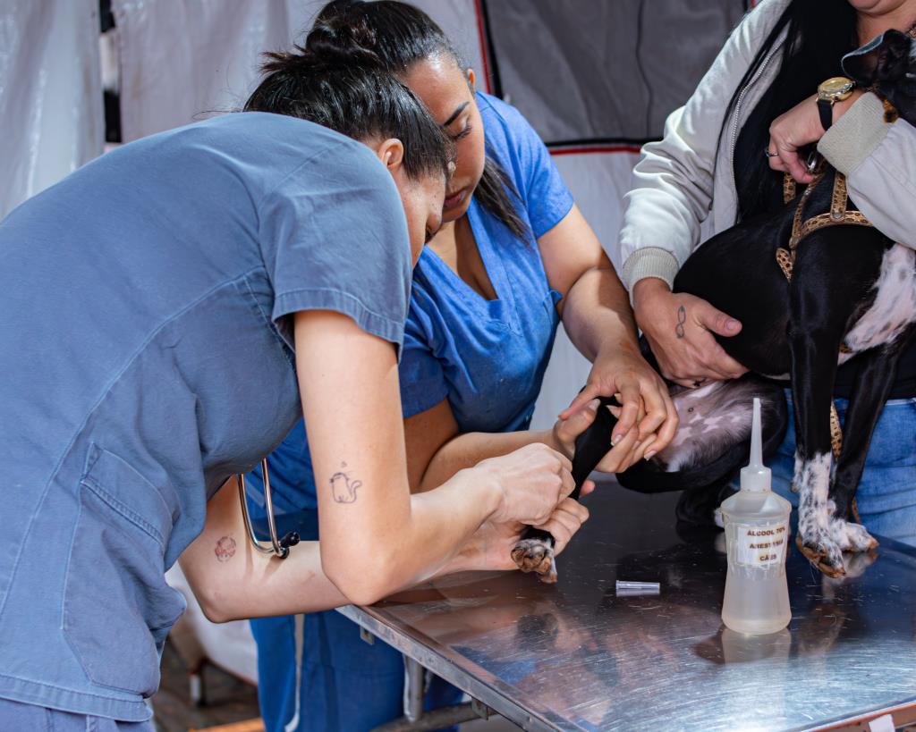 Proteção Animal castra 212 animais no fim de semana em Limeira