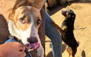 São Pedro realiza feira de adoção de cães em novembro