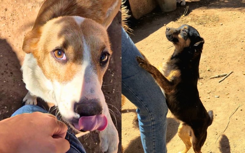 São Pedro realiza feira de adoção de cães em novembro