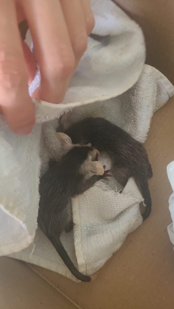 Secretaria de Meio Ambiente resgata filhotes de saruê em Capivari