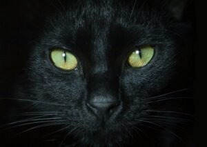 Valinhos celebra Semana dos Gatos exaltando o gato preto