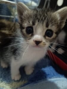 Valinhos realiza evento de adoção responsável neste sábado