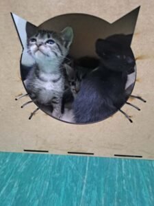 Valinhos realiza força-tarefa de adoção de animais com campanha natalina ‘Adote um Pet e Esvazie um Canil’