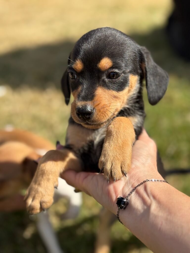 Paulínia Winner Mall Shopping recebe feira de adoção de pets neste sábado