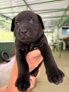 Valinhos reforça campanha natalina com ações de adoção na Feira do Agricultor