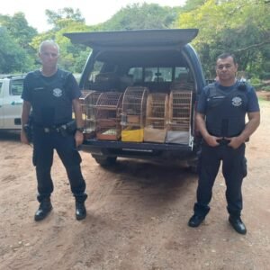 GAPA de Vinhedo apreende aves silvestres mantidas irregularmente em residência