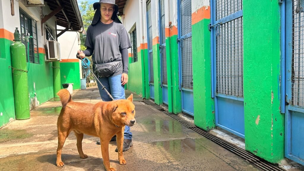 Piracicaba conta com cerca de 100 animais disponíveis para encontrar uma nova família