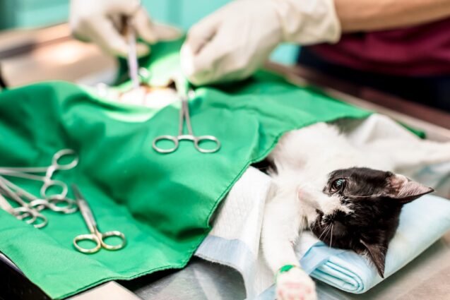 Jaguariúna adota bisturi ultrassônico em cirurgias veterinárias
